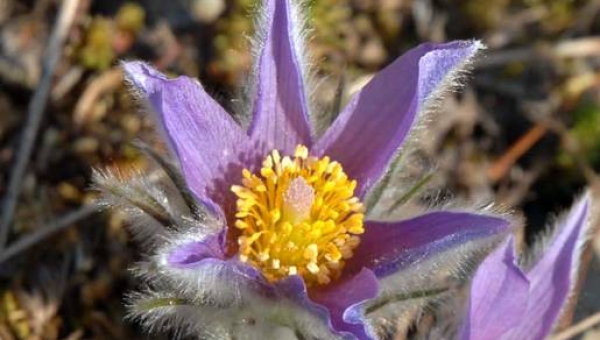Le jardin de Pont de Nant est désormais certifié Biosuisse 
